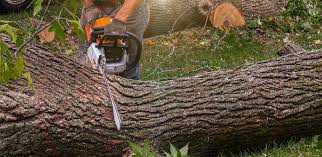 Best Tree Health Inspection  in Weatherford, OK