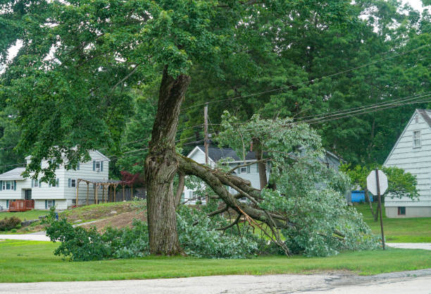 Trusted Weatherford, OK Tree Removal Experts
