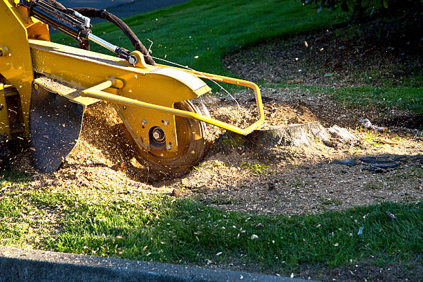 Best Emergency Tree Removal  in Weatherford, OK