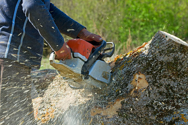 Best Root Management and Removal  in Weatherford, OK