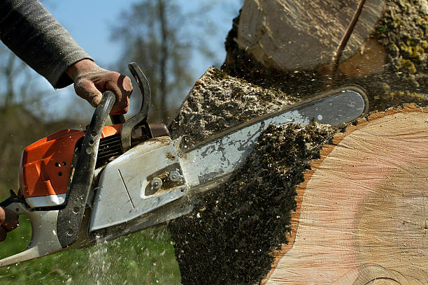 Best Fruit Tree Pruning  in Weatherford, OK