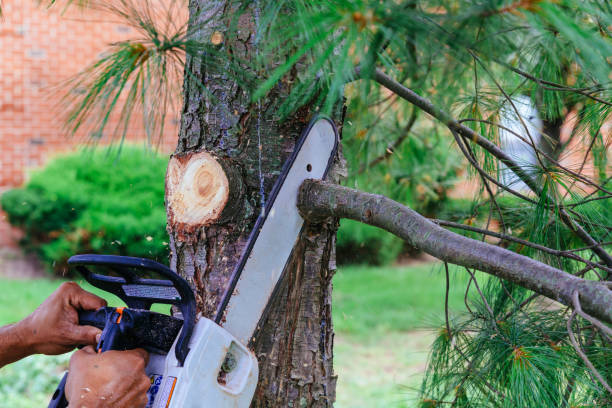 Best Tree Disease Treatment  in Weatherford, OK