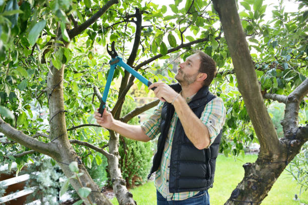 Best Tree Trimming and Pruning  in Weatherford, OK